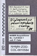 Etikette zu Diplostethus penninsularis (NHMW-ZOO-COL-0010584)